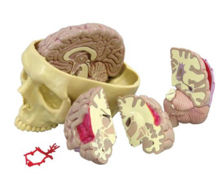 Model mozku (Anatomické modely)