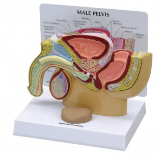Model mužské pánve s prostatou  (Anatomické modely)