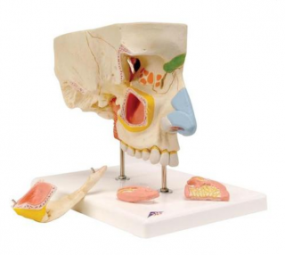 Model nosu, 5 částí (Anatomické modely)
