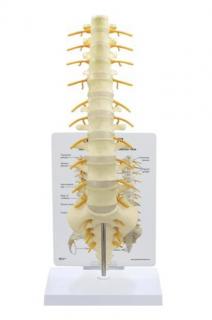 Model páteře Sacrum (Anatomické modely)