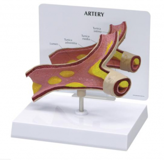 Model tepny (Anatomické modely)