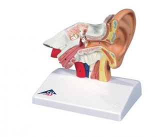 Model ucha, 1,5-krát životní velikosti (Anatomické modely)