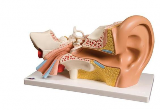 Model ucha, 3-krát životní velikosti, 4 částí (Anatomické modely)