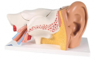 Model ucha, 3-krát životní velikosti, 6 částí (Anatomické modely)