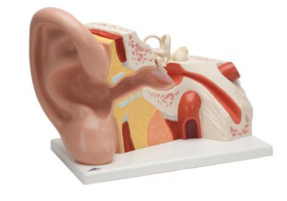 Model ucha, 5-krát životní velikosti, 3 částí (Anatomické modely)