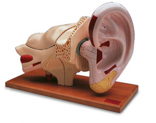 Model ucha, 5-krát životní velikosti, 8 částí (Anatomické modely)