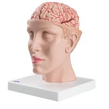 Mozek s artery na základně hlavy, 8 dílů (Anatomické modely)