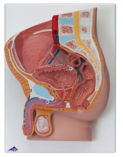 Mužská pánev, 2 části (Anatomické modely)