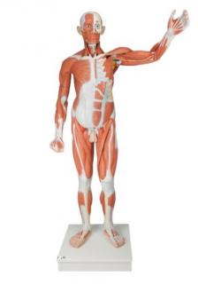 Mužská postava se svaly v životní velikosti, 37 částí (Anatomické modely)
