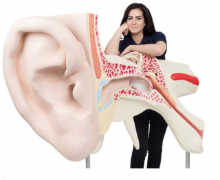 Největší model ucha na světě, 15-krát životní velikosti, 3 částí (Anatomické modely)