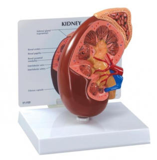 Normální model ledviny (Anatomické modely)