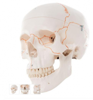 Numbered Human Classic Skull Model, 3 part (Anatomické modely)