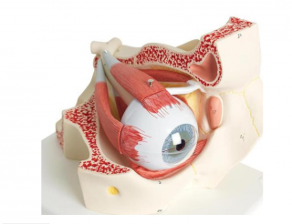 Oko, 3-krát životní velikosti, 7 částí (Anatomické modely)