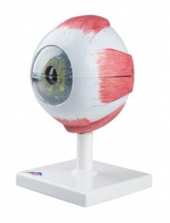 Oko, 5-krát životní velikosti, 6 částí (Anatomické modely)