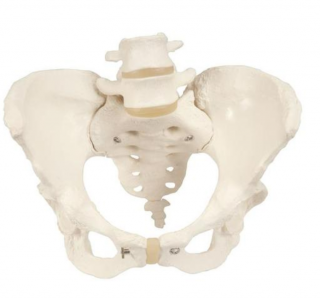 Pánevní kostra, ženská (Anatomické modely)