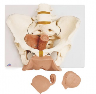 Pánevní kostra, ženská s pohlavními orgány, 3 části (Anatomické modely)