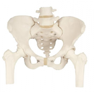 Pánevní kostra, ženská s pohyblivými hlavami stehenní kosti (Anatomické modely)