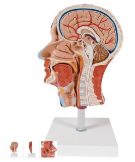 Polovina modelu lidské hlavy se svaly (Anatomické modely)
