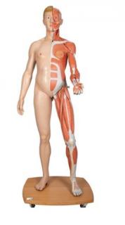 Postava se svaly v životní velikosti, dvojí pohlaví, 39 částí (Anatomické modely)