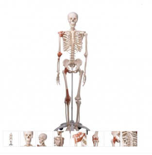 Skeleton Model with Ligaments - Leo (Anatomické modely)