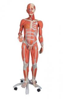Svalová postava s dvojitým pohlavím, 3/4 životní velikost, 45 částí (Anatomické modely)