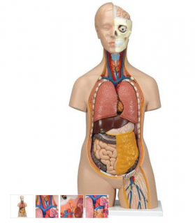 Torzo lidského těla Klasik Unisex - 12 částí (Anatomické modely)