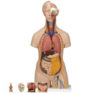 Torzo lidského těla Klasik Unisex - 14 částí (Anatomické modely)