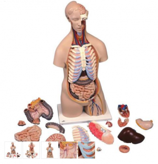 Torzo lidského těla Klasik Unisex - 16 částí (Anatomické modely)