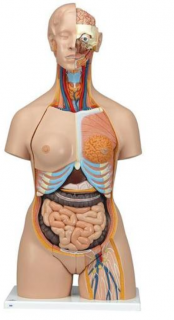 Torzo těla Deluxe dualsex se svaly - 31 částí (Anatomické modely)