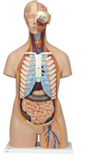 Torzo těla s otevřenými zády - 21 částí (Anatomické modely)