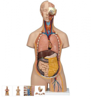 Torzo těla s otevřenými zády a krkem - 18 částí (Anatomické modely)
