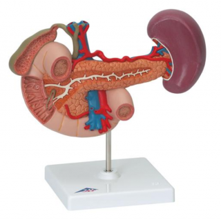 Zadní orgány nadbřišku (Anatomické modely)