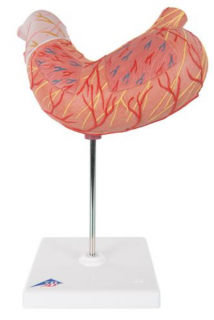 Žaludek, 2 části (Anatomické modely)