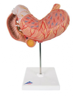 Žaludek, 3 části (Anatomické modely)