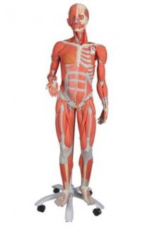Ženská svalová postava, 3/4 životní velikosti, 23 částí, bez vnitřních orgánů (Anatomické modely)