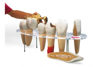 Zubní morfologická série, 7 dílů, 10 krát životní velikost (Anatomické modely)