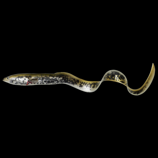 Gumová nástraha LB Real EEL 15cm,12g- Lamprey PHP