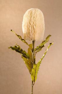 DRY BANKSIA Aranžovací květina bílá 65 cm