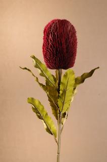 DRY BANKSIA Aranžovací květina červená 65 cm