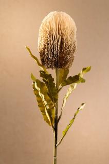 DRY BANKSIA Aranžovací květina krémová 65 cm