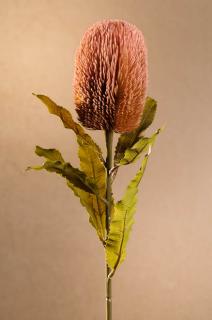 DRY BANKSIA Aranžovací květina růžová 65 cm