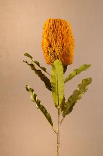 DRY BANKSIA Aranžovací květina žlutá 65 cm