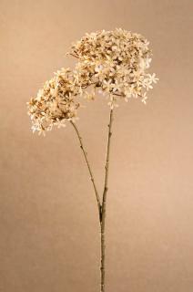DRY CROWN FLOWER Aranžovací květina krémová 71 cm