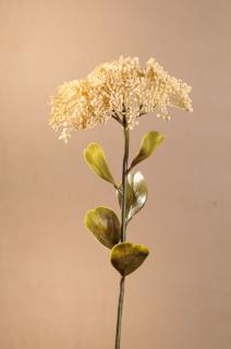 DRY FULL BLOOM SEDUM Aranžovací květina bílá 46 cm
