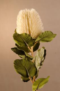 DRY SMALL BANKSIA Aranžovací květina bílá 59 cm
