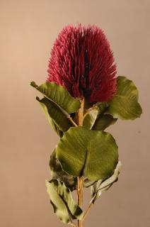 DRY SMALL BANKSIA Aranžovací květina červená 59 cm