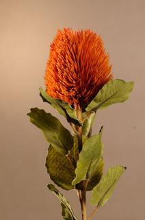 DRY SMALL BANKSIA Aranžovací květina oranžová 59 cm