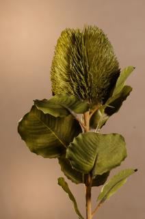 DRY SMALL BANKSIA Aranžovací květina zelená 59 cm