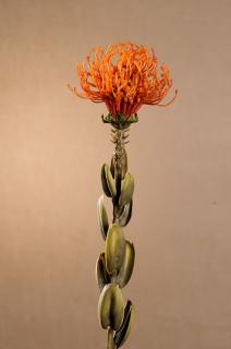 DRY SMALL PROTEA Aranžovací květina oranžová 61 cm