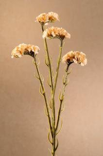 DRY STATICE Aranžovací květina krémová 64 cm